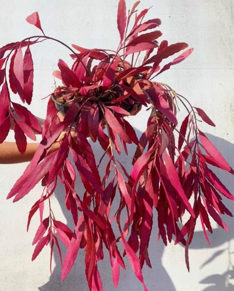 热带雨林缸室内阳台昙花垂吊植物盆栽花卉附生 红珊瑚 红丝苇