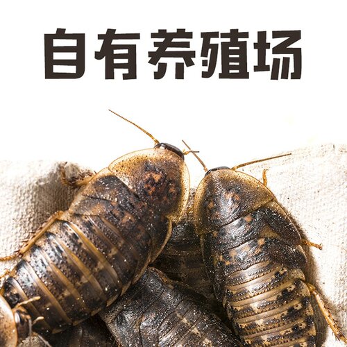 杜比亚蟑螂幼体繁殖组蜥蜴龙鱼守宫鬃狮活饵饲料超樱桃蟋蟀