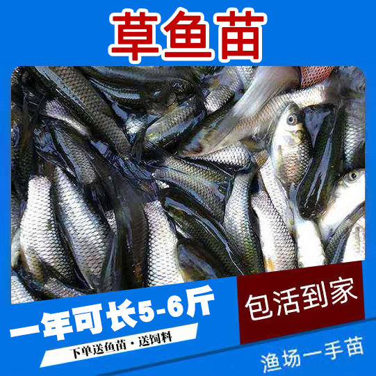 草鱼苗皖鱼苗鲫鱼苗罗非鱼苗淡水鱼