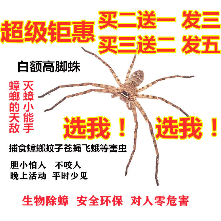 白额高脚蛛抓吃蟑螂的蜘蛛灭小强蜘蛛
