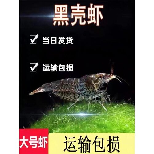 黑壳虾除藻虾观赏清洁虾大号米虾饲料鱼淡水鱼缸草缸造景乌龟饲料