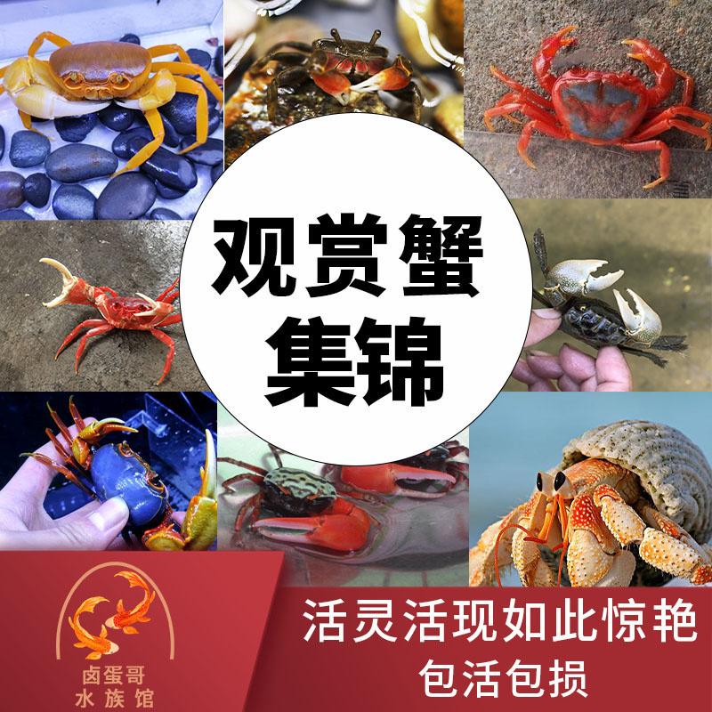 迷你辣椒蟹相手蟹豹点鱼缸观赏蟹淡水陆生草缸小螃蟹除藻爬行宠物