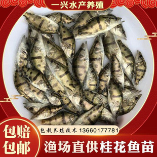 2022鳜鱼苗 桂鱼苗 桂花鱼苗淡水翘嘴鳜鱼苗肉食性路亚季花鱼贵鱼