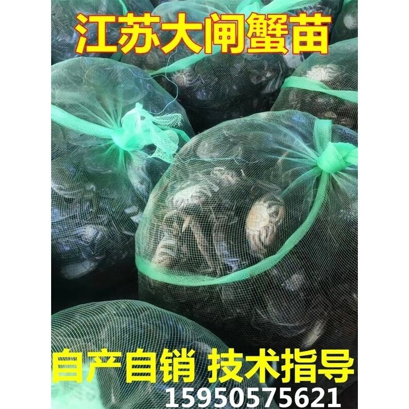 江苏淡水大闸蟹苗小螃蟹河中华绒敖蟹水产蟹毛蟹幼苗养殖蟹苗图片
