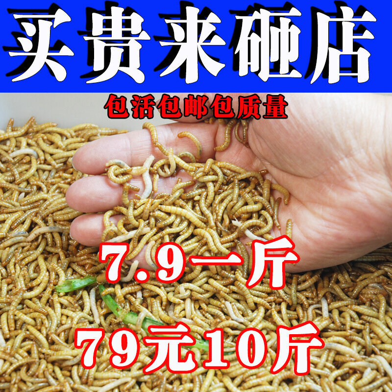 面包虫活体 黄粉虫活虫 鹦鹉鱼观赏鱼饲料
