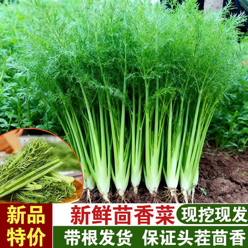山东新鲜小茴香农家自种绿色蔬菜头茬茴香菜现割现发带根荤香馅料