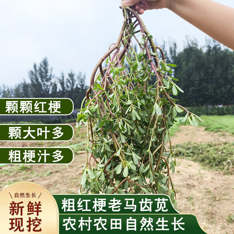 新鲜马齿苋野菜野生马蜂菜红杆红梗大颗带根现挖现发农田自然生长