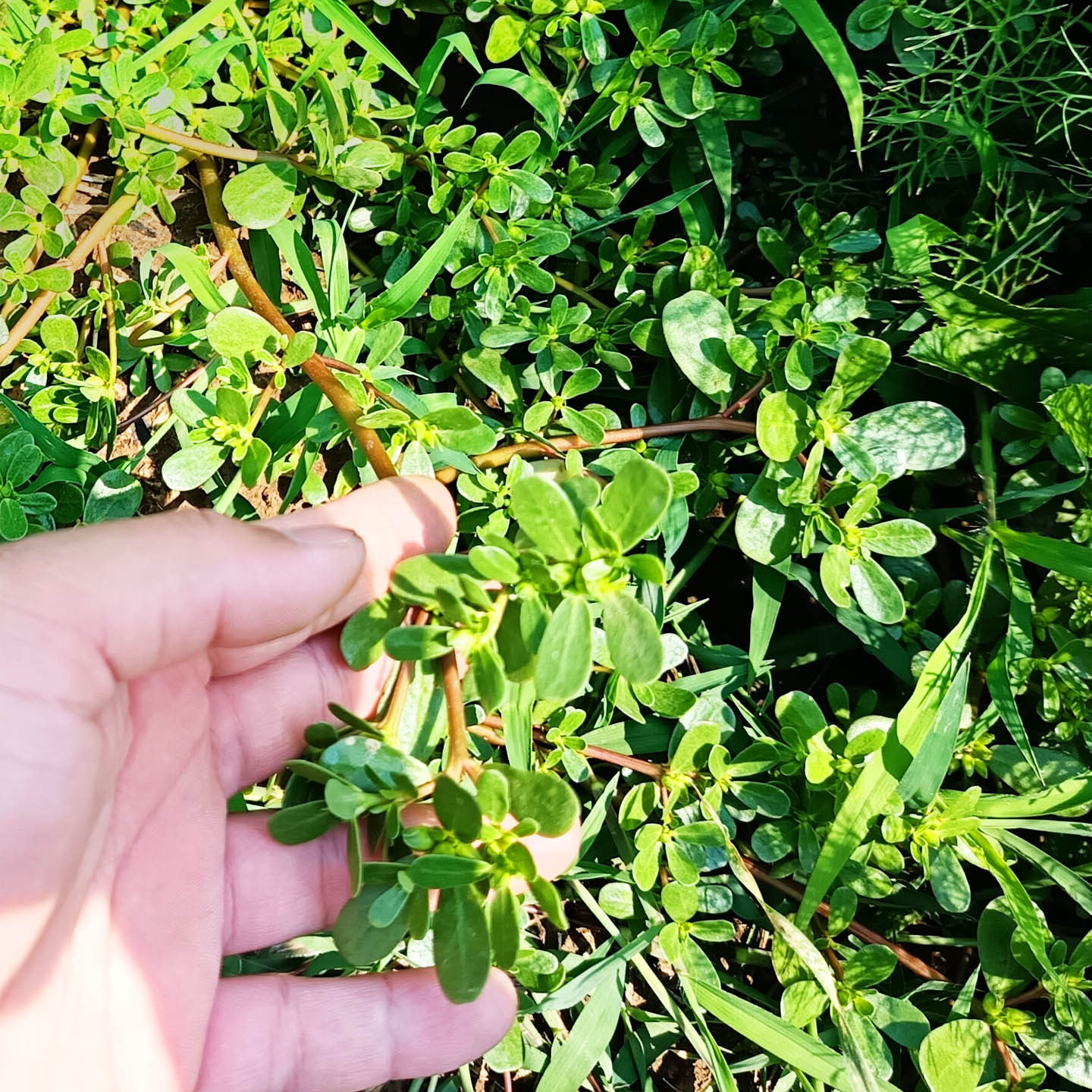 纯天然新鲜老马齿苋