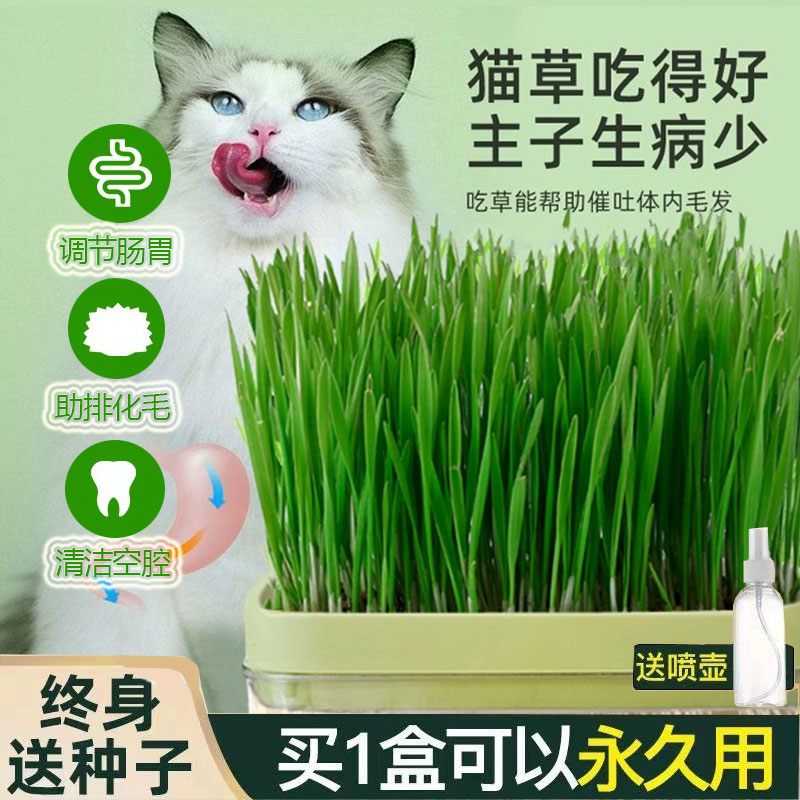 猫草盆栽猫薄荷小麦种子育苗盘无土水培化毛草懒人猫零食猫咪用品