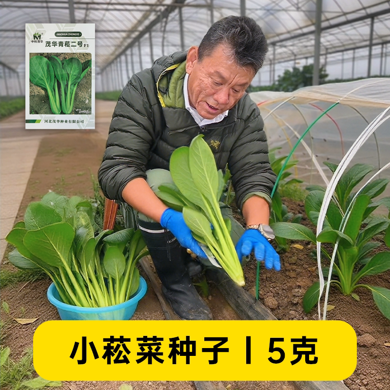 小菘菜种子秋冬季小青菜长梗速生图片