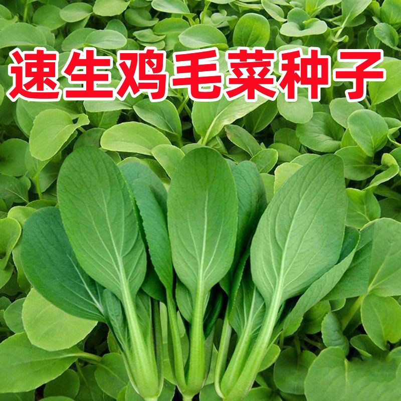 鸡毛菜种子四季蔬菜小青菜盆栽