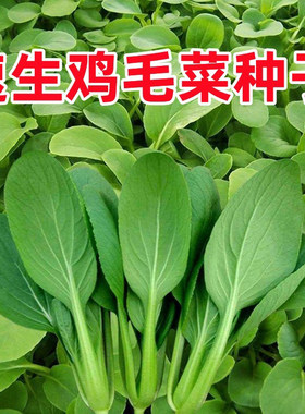 鸡毛菜种子四季蔬菜小青菜盆栽