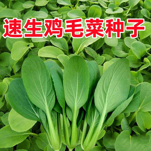 鸡毛菜种子四季蔬菜小青菜盆栽