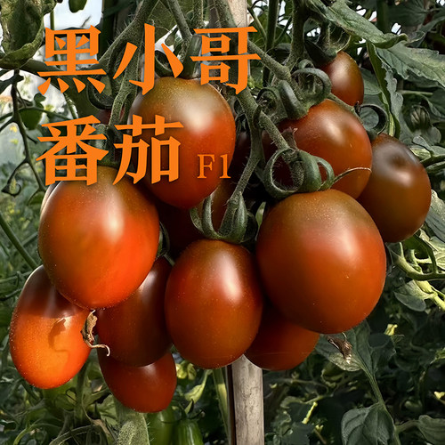 黑小哥番茄种子F1咖啡色小西红柿