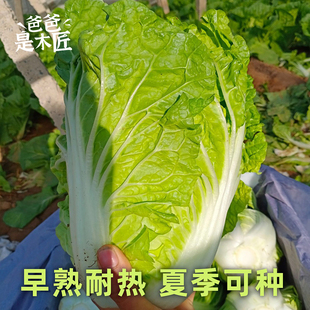 新夏阳白菜种子耐热早熟大白菜家庭菜园夏秋季种籽爸爸是木匠
