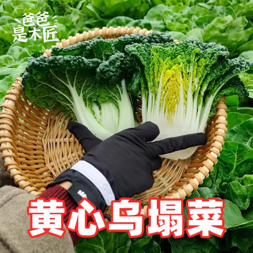 黄心乌塌菜种子蔬菜种籽冬季青菜