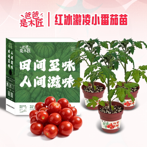 宾吉铃番茄苗小西红柿爸爸是木匠