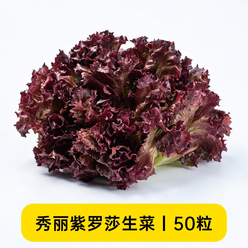 秀丽紫罗莎生菜种子紫叶生菜蔬菜沙拉四季奶油生菜种籽爸爸是木匠