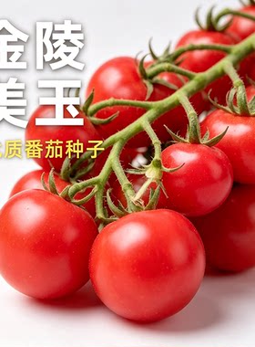 金陵美玉小番茄种子自封顶西红柿