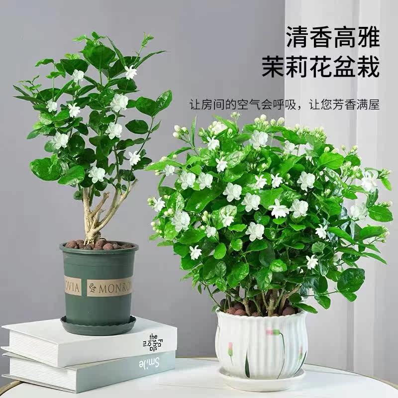 莉花苗盆栽带花苞四季开花