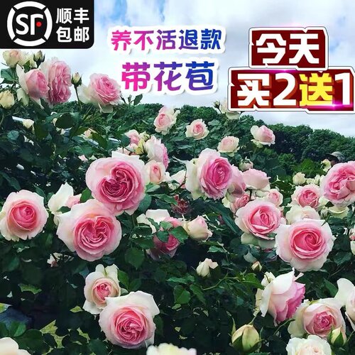2米藤本月季特大花苗爬藤植物多花蔷薇四季开花浓香型别墅庭院种