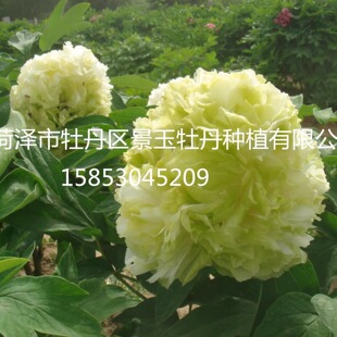 牡丹 [春柳】正宗重瓣花盆庭院菏泽牡丹花苗