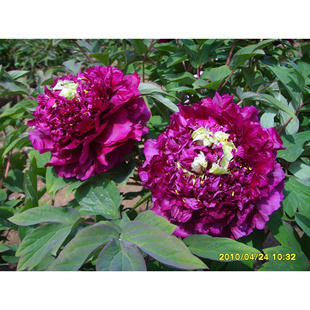 牡丹 [冠群芳】正宗重瓣花盆庭院菏泽牡丹花苗