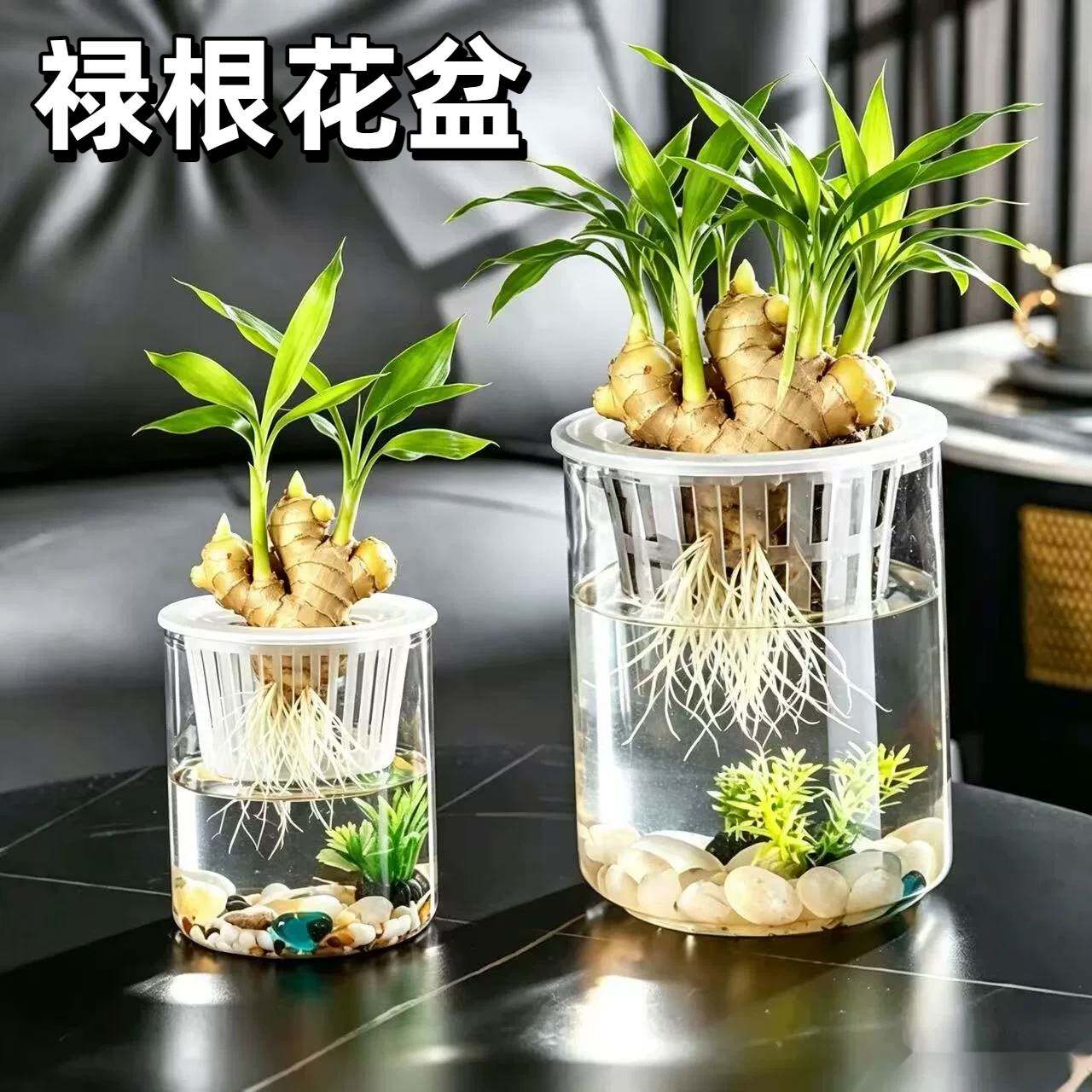 禄根花盆办公室桌面水培塑料透明栀子花摆件室内阳台绿萝植物花盆