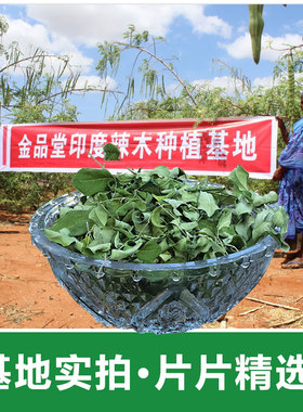 辣木叶500克包邮 辣木干叶片自然晾晒辣木叶茶云南野生辣木籽叶茶
