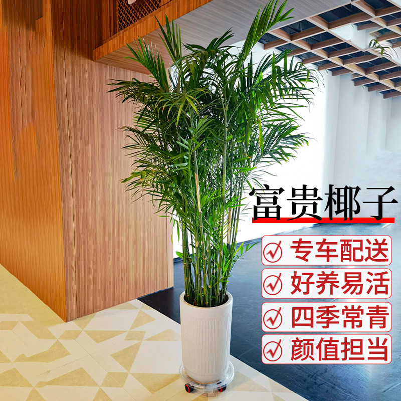 富贵椰子室内大型植物花客厅大盆栽办公室绿植落地花卉散尾葵真花