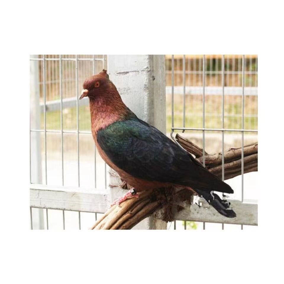 【天使鸽】鸽子活体活物种鸽一对观赏鸽紫头天使孝头黄头一对