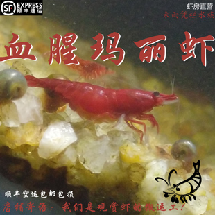 顺丰空运 血腥玛丽虾 成体 包损淡水族宠物虾除藻虾 大陆内地 包邮