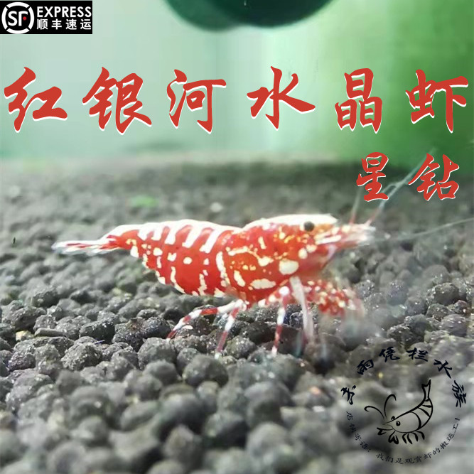 星钻水晶虾 高端红银河水晶虾0.8-1cm包损包邮淡水族观赏虾宠物虾