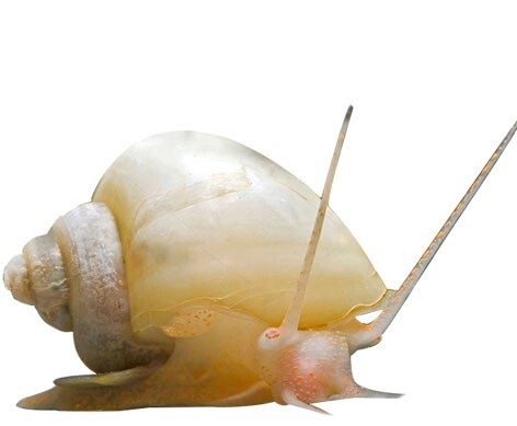 象牙白  神秘螺 观赏螺草缸鱼缸虾缸水族淡水净化除藻螺 包邮包损