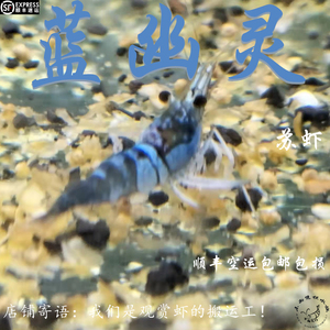 苏虾蓝幽灵虾淡水苏拉维西虾白袜