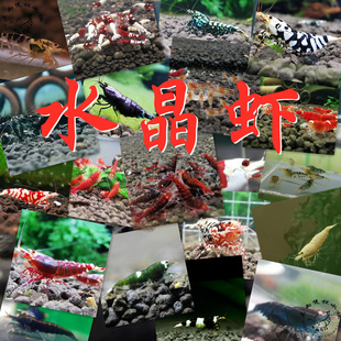 观赏白水晶虾黄金龙金眼蓝虎纹蓝钻全黑全红幽灵虎纹金属红金属紫