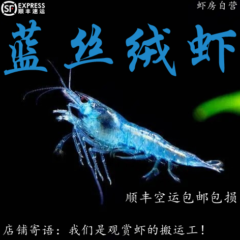 蓝丝绒虾蓝色米虾除藻观赏虾包邮