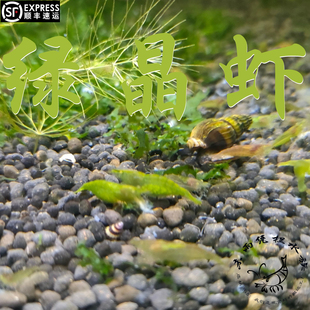 绿晶虾 淡水宠物虾原生水草缸观赏虾米虾除藻虾包邮包损繁殖组