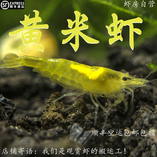 黄金米虾金黄色台系血统观赏虾淡水活体宠物虾草缸除藻虾 黄米虾