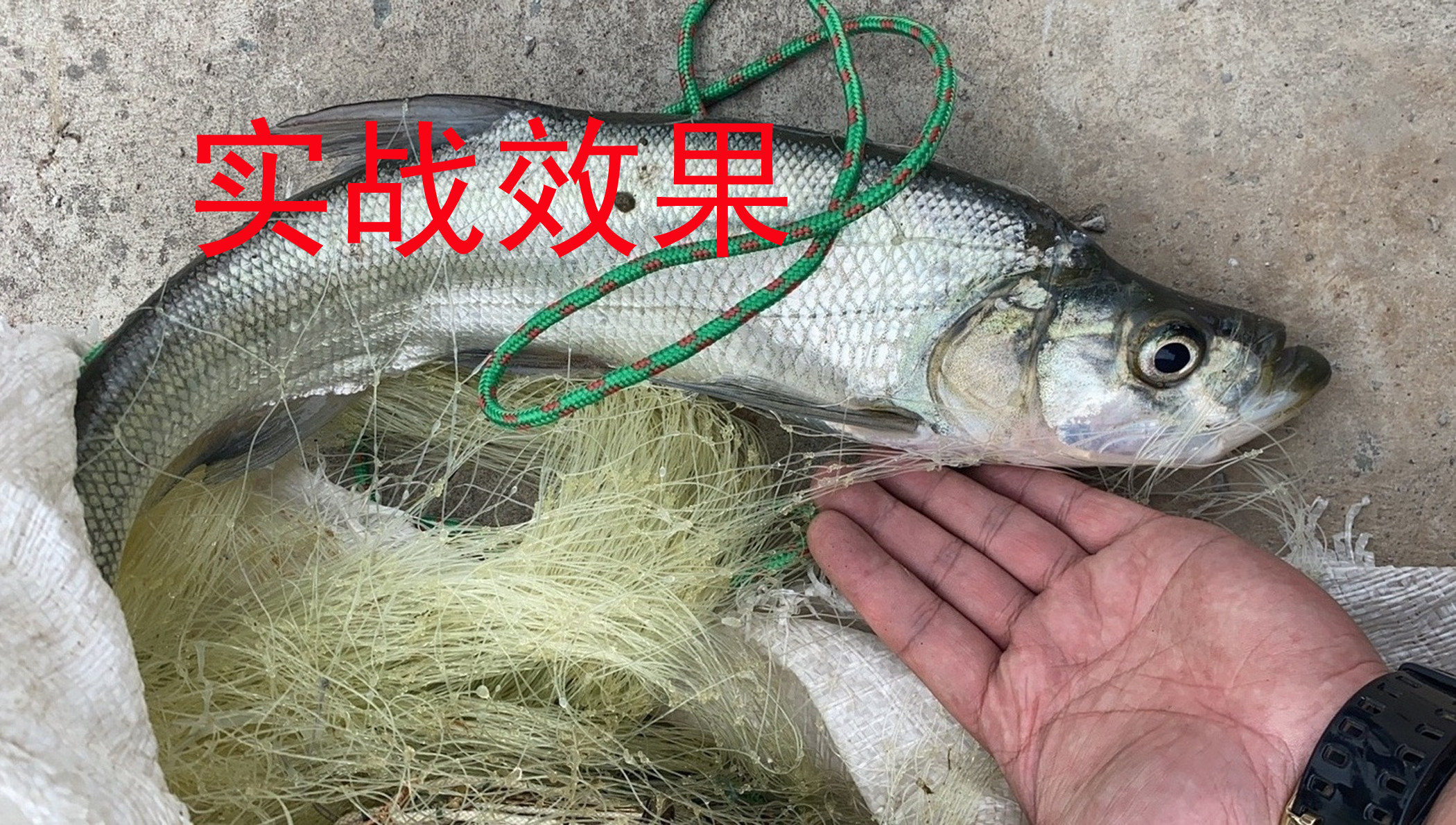 新品三层渔网捕鱼加重塑料浮绳