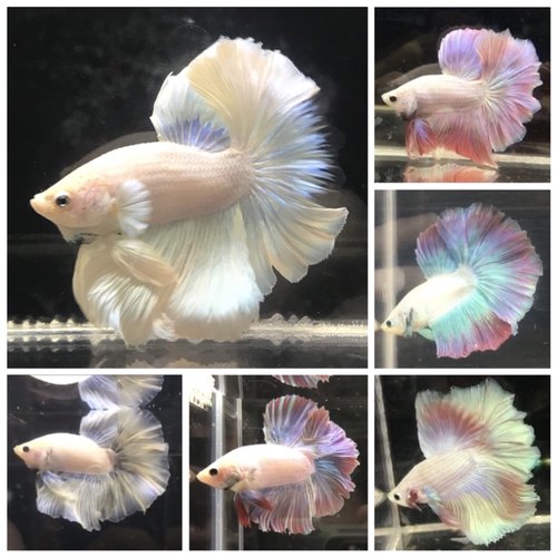 泰国斗鱼要不要半月将军极品高端