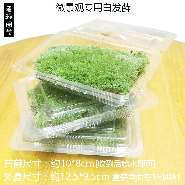 鲜活苔藓微景观生态瓶DIY水陆雨林缸造景植物盆栽短绒白发藓青苔