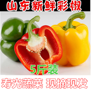 山东甜椒不辣五彩椒新鲜圆椒柿子椒红椒黄椒绿椒水果椒太空椒包邮