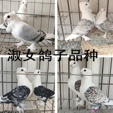 正品淑女鸽子观赏鸽活体一对天使鸽观赏鸽.凤尾元宝鸽