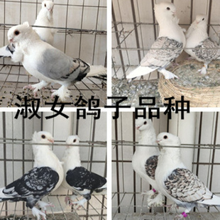 正品淑女鸽子观赏鸽活体一对天使鸽观赏鸽.凤尾元宝鸽