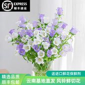 风铃花鲜花云南基地直发风铃草鲜切花家庭办公室水养插花顺丰 包邮