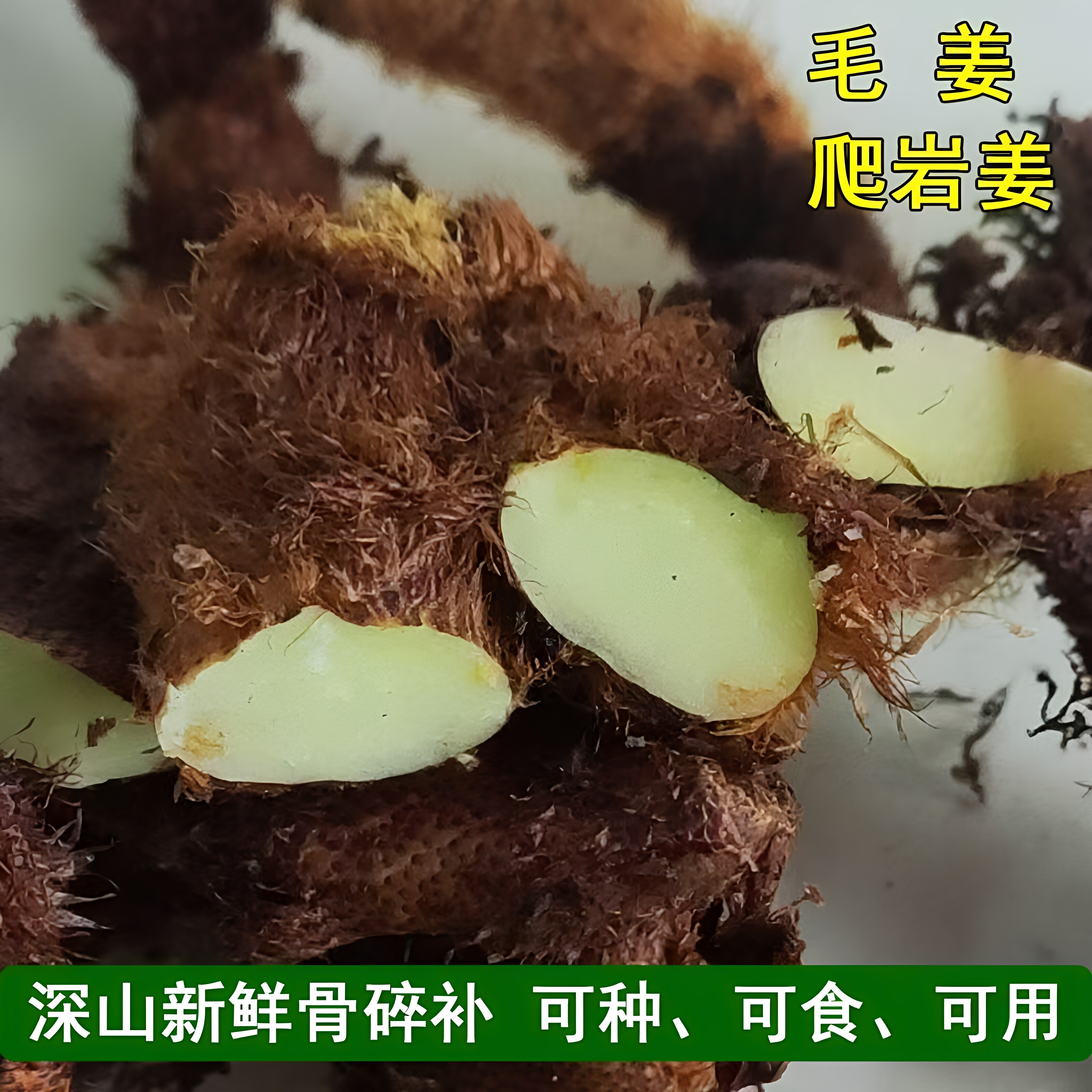 骨碎补毛姜爬岩姜深山新鲜农家可种可食可用药食同源