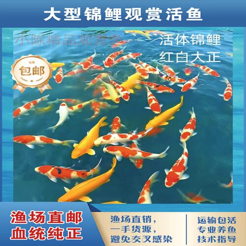 精品活体观赏鱼大型锦鲤纯血统
