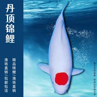 精品锦鲤活体大型鱼鸿运当头丹顶白写昭和孔雀秋翠观赏鱼品种齐全