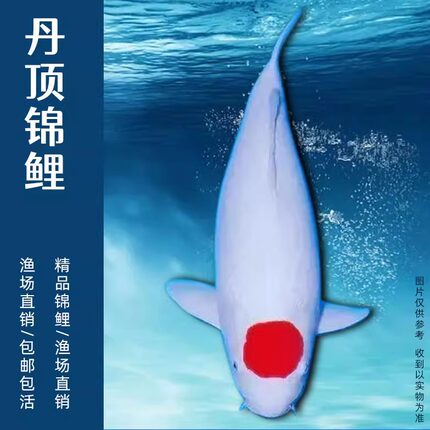 精品锦鲤活体大型鱼鸿运当头丹顶白写昭和孔雀秋翠观赏鱼品种齐全
